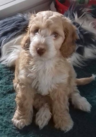 Picquot Puppies